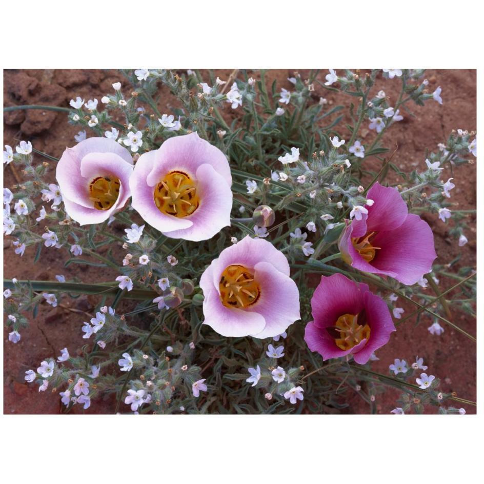 Sego Lily group, state flower of Utah with bulbous edible root, Canyonlands National Park, Utah-Paper Art-26&quotx20"