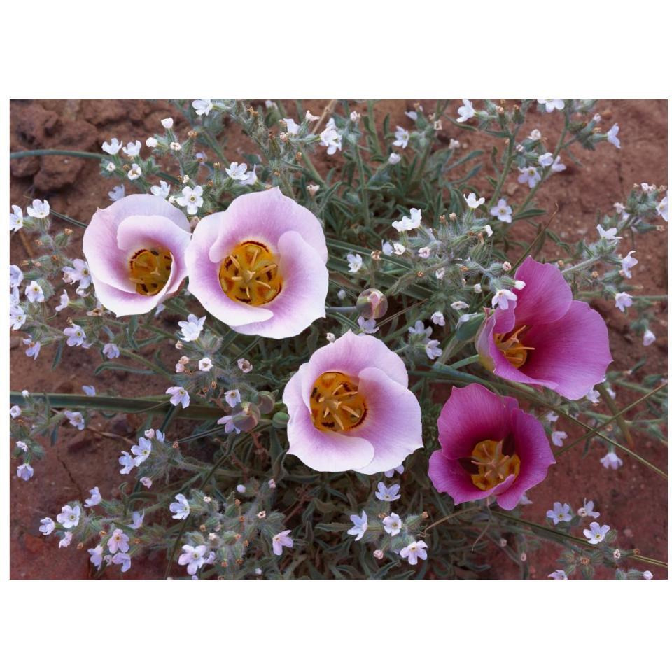 Sego Lily group, state flower of Utah with bulbous edible root, Canyonlands National Park, Utah-Paper Art-34&quotx26"