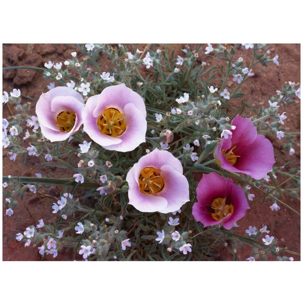 Sego Lily group, state flower of Utah with bulbous edible root, Canyonlands National Park, Utah-Paper Art-42&quotx32"