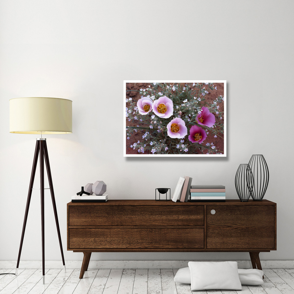Sego Lily group, state flower of Utah with bulbous edible root, Canyonlands National Park, Utah-Paper Art-42&quotx32"