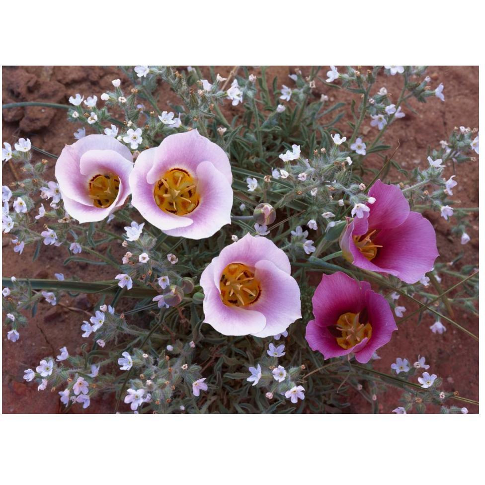 Sego Lily group, state flower of Utah with bulbous edible root, Canyonlands National Park, Utah-Paper Art-50&quotx38"