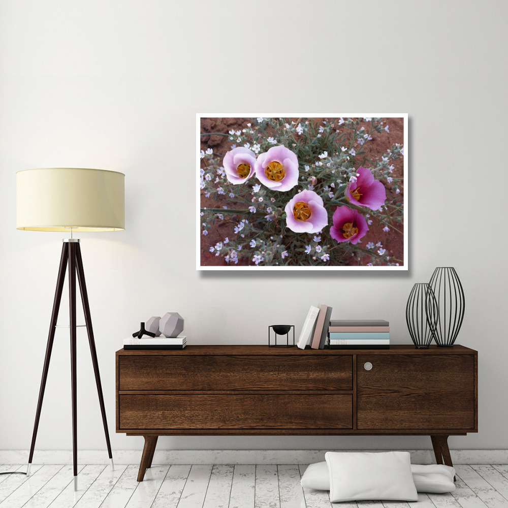 Sego Lily group, state flower of Utah with bulbous edible root, Canyonlands National Park, Utah-Paper Art-50&quotx38"