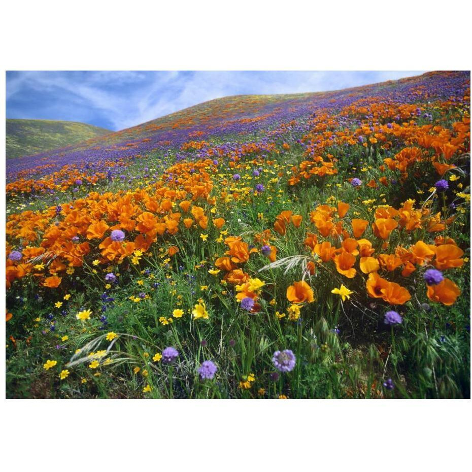 California Poppy and other wildflowers growing on hillside, spring, Antelope Valley, California-Paper Art-24&quotx17.62"