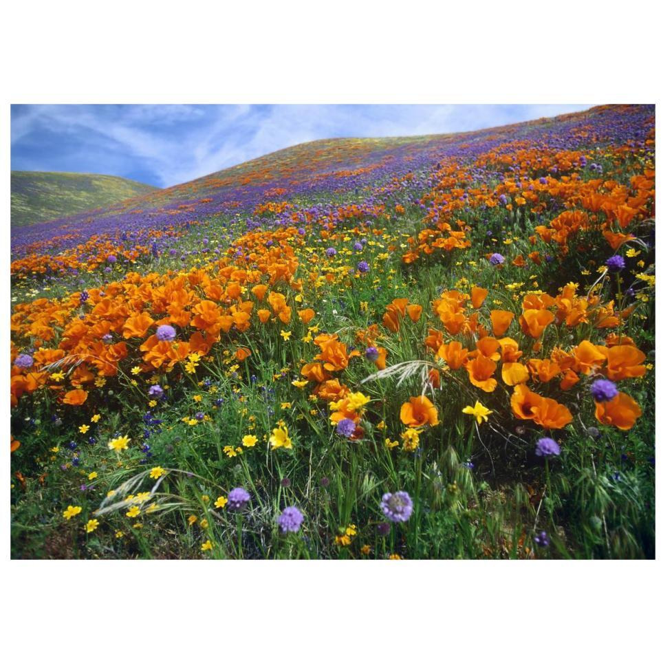 California Poppy and other wildflowers growing on hillside, spring, Antelope Valley, California-Paper Art-32&quotx23.3"