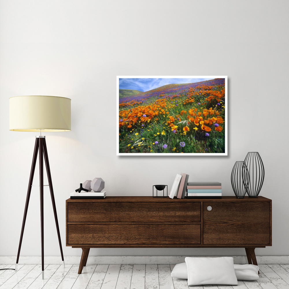 California Poppy and other wildflowers growing on hillside, spring, Antelope Valley, California-Paper Art-46&quotx33.24"