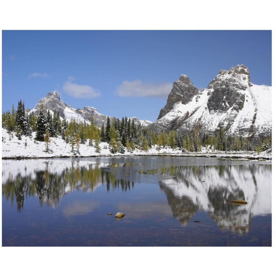 Wiwaxy Peaks and Cathedral Mountain at Lake O'Hara, Yoho National Park, British Columbia, Canada-Paper Art-26&quotx22"