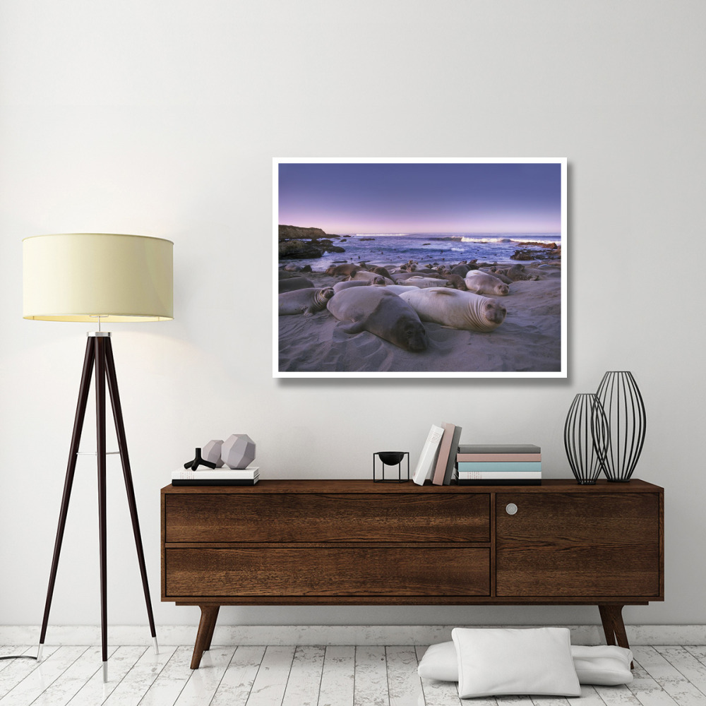 Northern Elephant Seal juveniles laying on the beach, Point Piedras Blancas, Big Sur, California-Paper Art-50&quotx38"