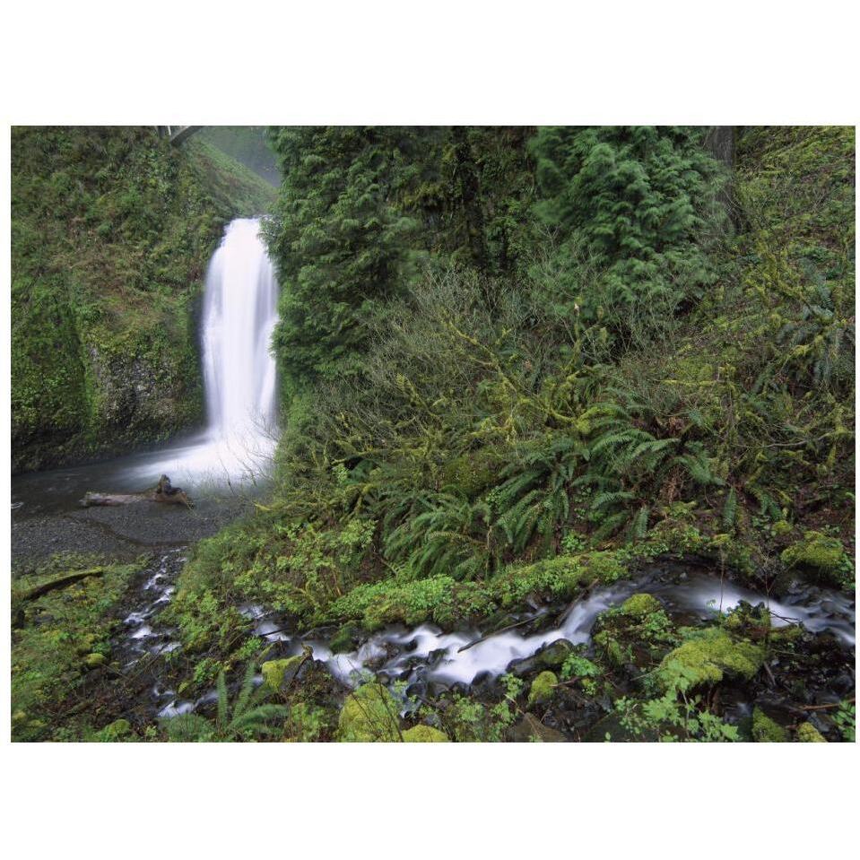 Multnomah Falls cascading through temperate rainforest, Columbia River Gorge near Portland, Oregon-Paper Art-18&quotx14"