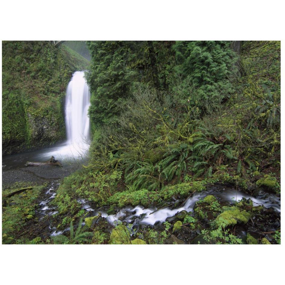 Multnomah Falls cascading through temperate rainforest, Columbia River Gorge near Portland, Oregon-Paper Art-26&quotx20"