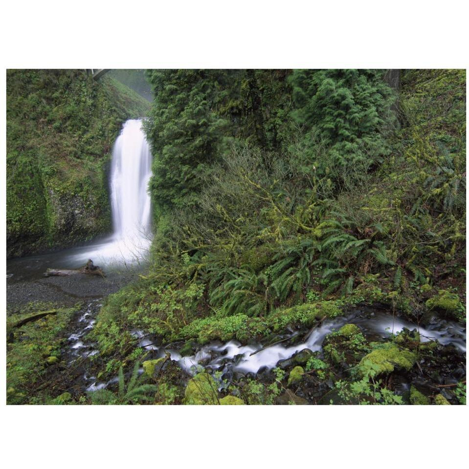 Multnomah Falls cascading through temperate rainforest, Columbia River Gorge near Portland, Oregon-Paper Art-34&quotx26"