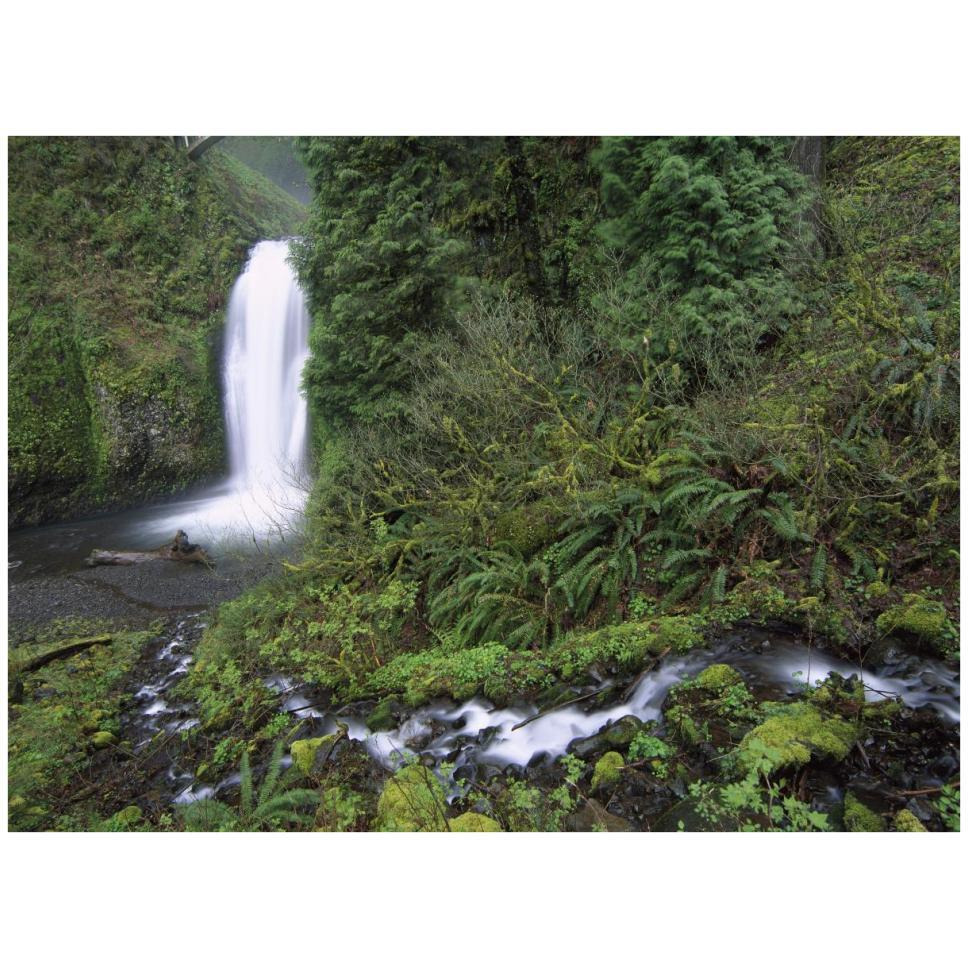 Multnomah Falls cascading through temperate rainforest, Columbia River Gorge near Portland, Oregon-Paper Art-42&quotx32"