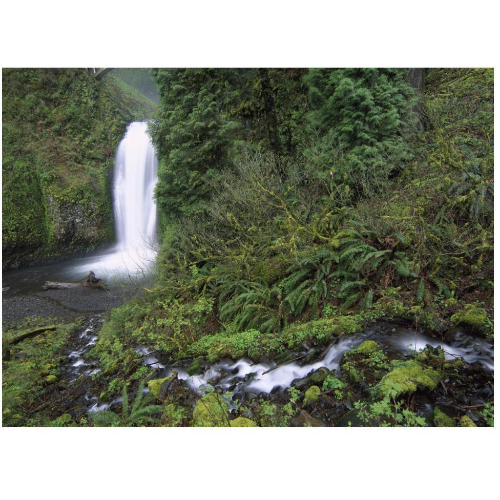 Multnomah Falls cascading through temperate rainforest, Columbia River Gorge near Portland, Oregon-Paper Art-50&quotx38"