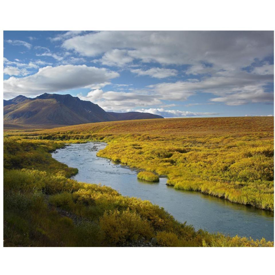 North Klondike River flowing through tundra beneath the Ogilvie Mountains, Yukon Territory, Canada-Paper Art-37&quotx30"