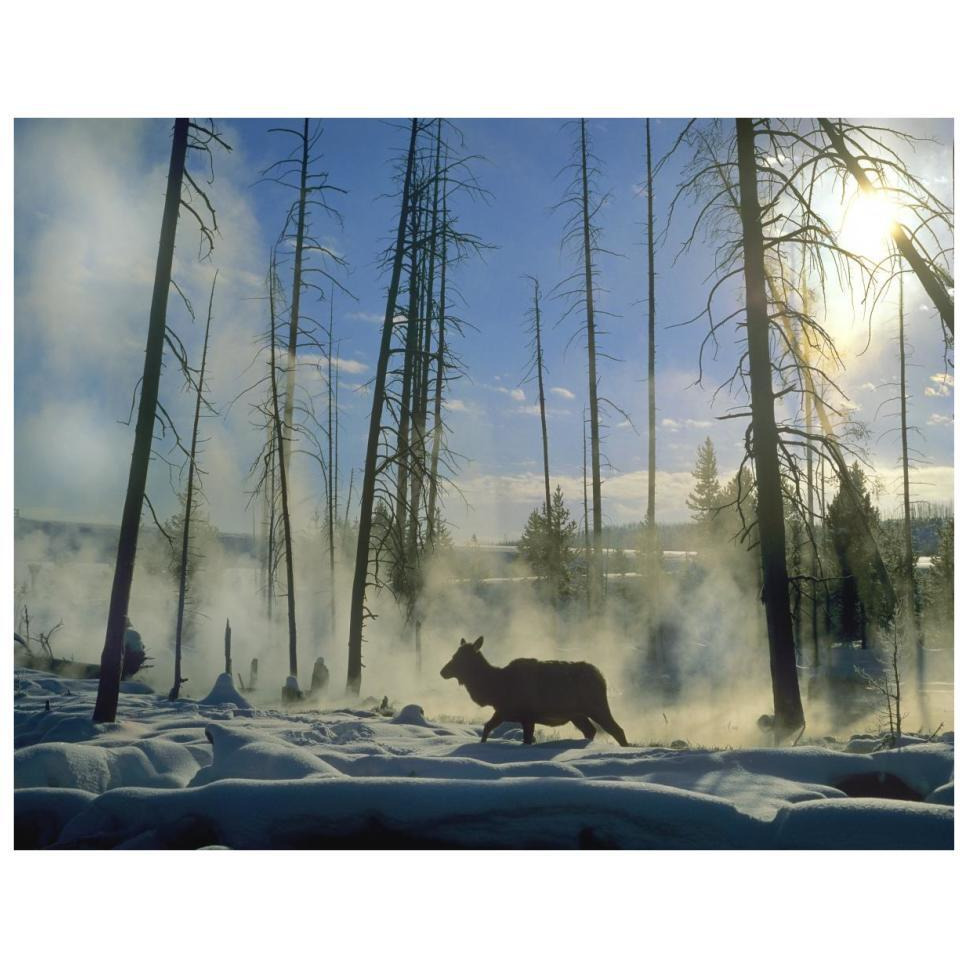 Elk female in the snow with steam rising from nearby hot spring, Yellowstone National Park, Wyoming-Paper Art-34&quotx26"