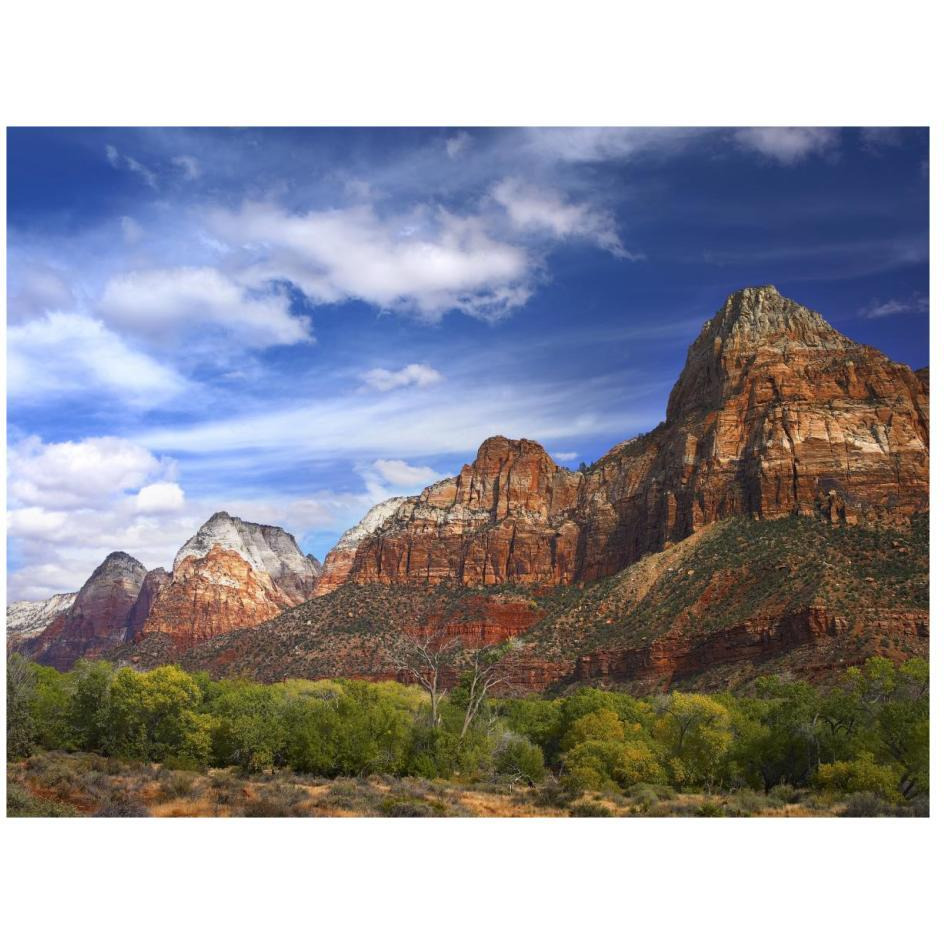 The Watchman, outcropping near south entrance of Zion National Park, cottonwoods in foreground, Utah-Paper Art-26&quotx20"