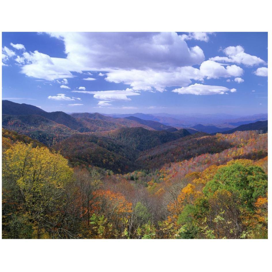 Deciduous forest in the autumn from Thunderstruck Ridge Overlook, Blue Ridge Parkway, North Carolina-Paper Art-26&quotx20"