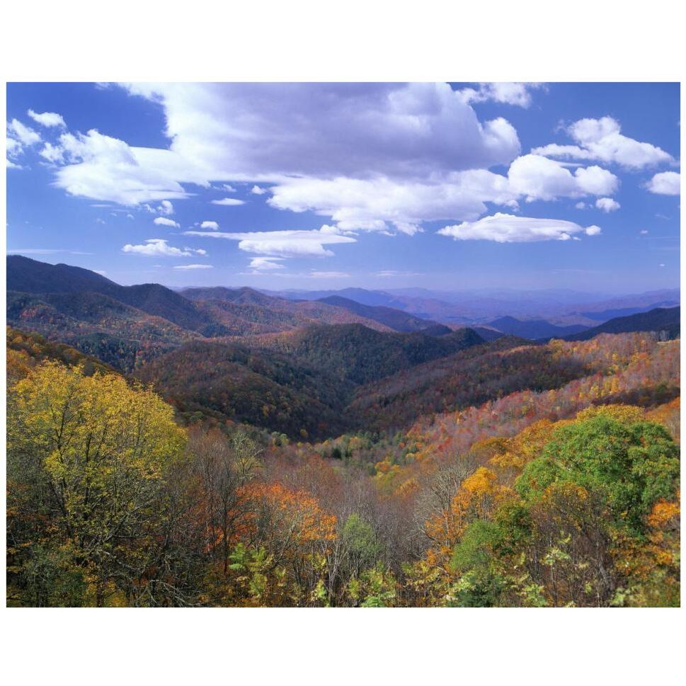 Deciduous forest in the autumn from Thunderstruck Ridge Overlook, Blue Ridge Parkway, North Carolina-Paper Art-42&quotx32"