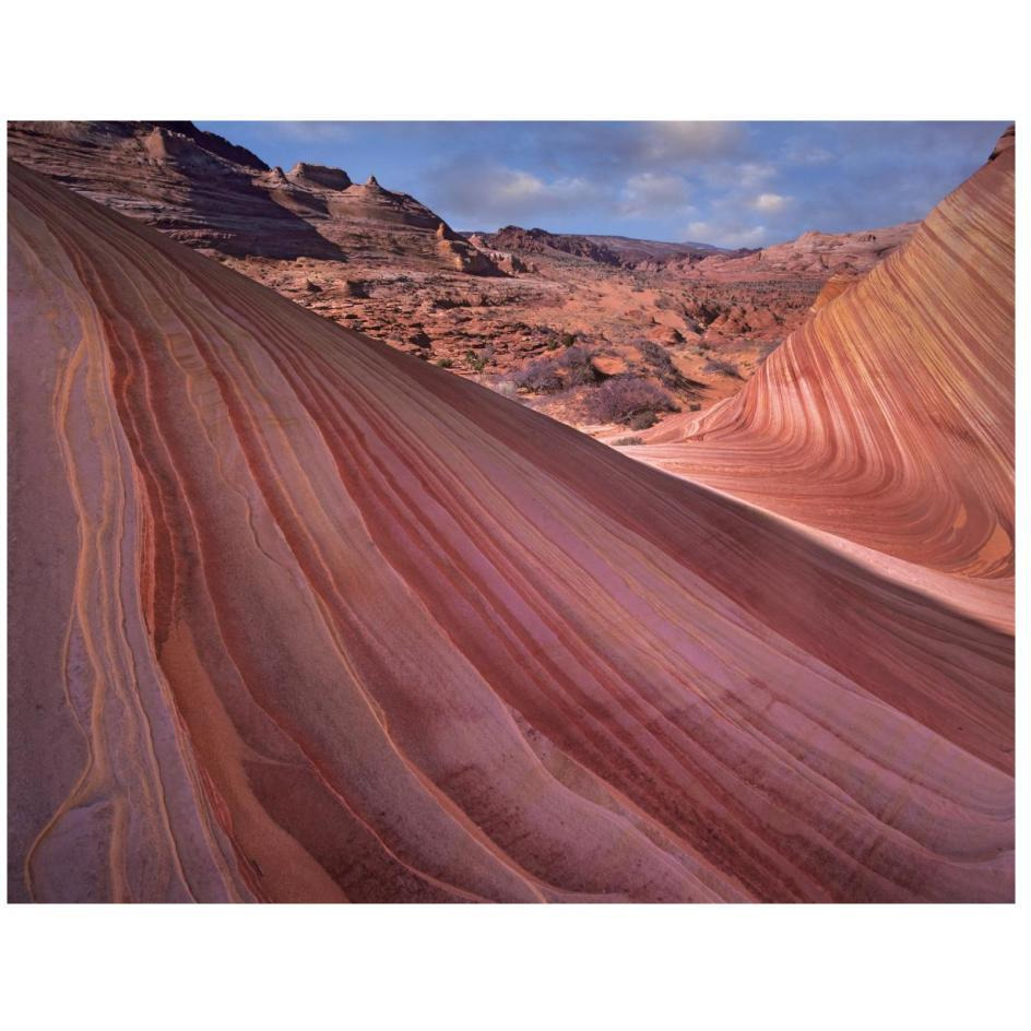 Detail of The Wave, a Navajo sandstone formation in Paria Canyon-Vermilion Cliffs Wilderness, Arizona-Paper Art-26&quotx20"