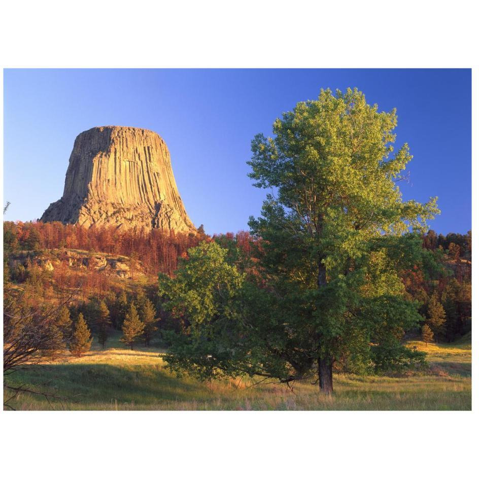 Devil's Tower National Monument showing famous basalt tower, sacred site for Native Americans, Wyoming-Paper Art-26&quotx20"