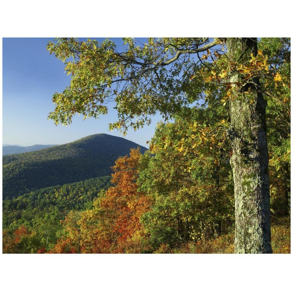 Broadleaf forest in fall colors as seen from Doyles River Overlook, Shenandoah National Park, Virginia-Paper Art-42&quotx32"