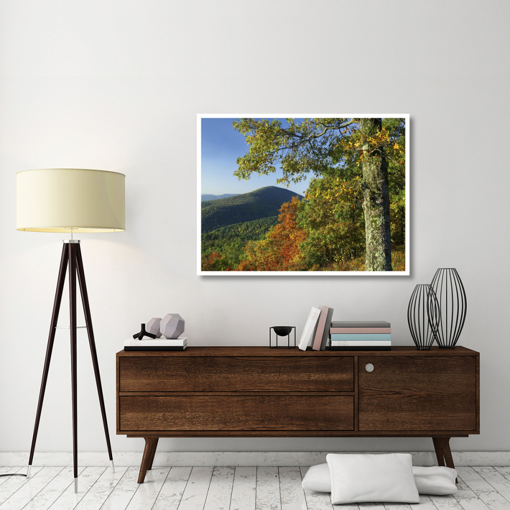 Broadleaf forest in fall colors as seen from Doyles River Overlook, Shenandoah National Park, Virginia-Paper Art-50&quotx38"