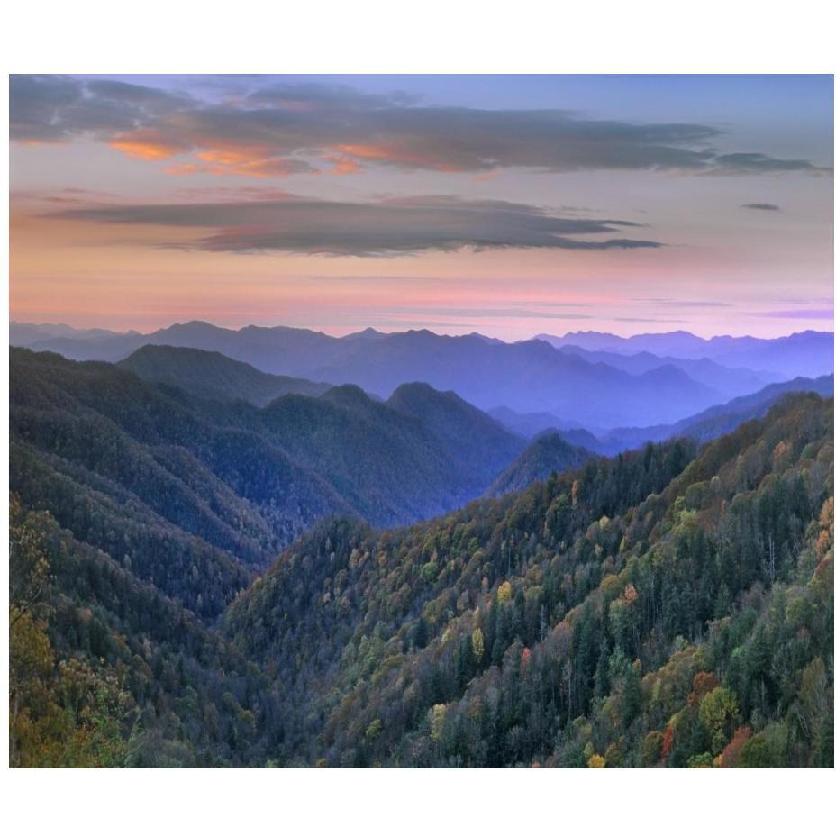 Deciduous forest covering mountains, Newfound Gap, Great Smoky Mountains National Park, North Carolina-Paper Art-24&quotx20.48"