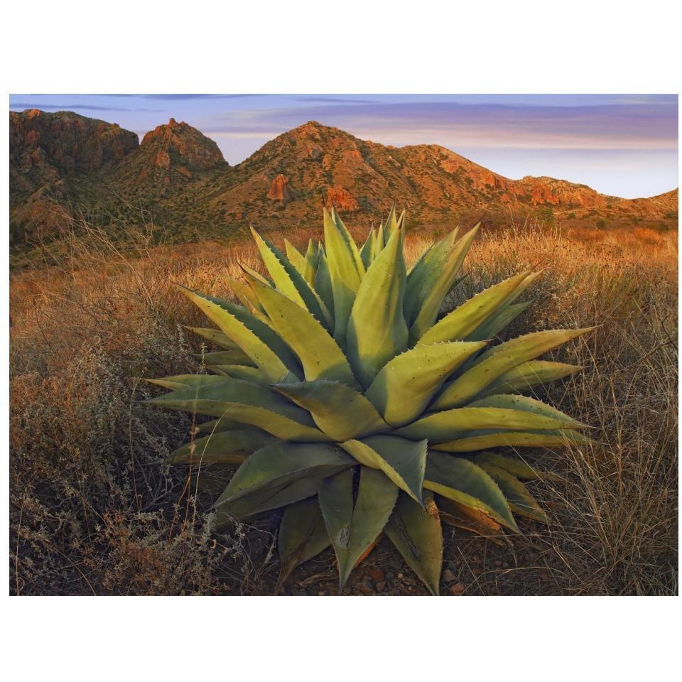 Agave plants and Chisos Mountains seen from Chisos Basin, Big Bend National Park, Chihuahuan Desert, Texas-Paper Art-18&quotx14"