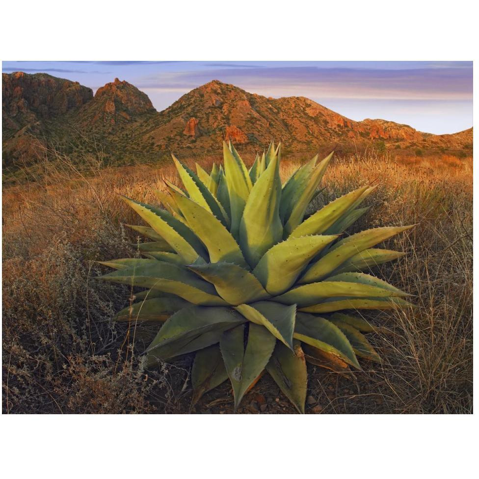 Agave plants and Chisos Mountains seen from Chisos Basin, Big Bend National Park, Chihuahuan Desert, Texas-Paper Art-50&quotx38"