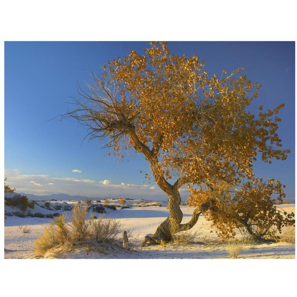 Fremont Cottonwood tree single tree in desert, White Sands National Monument, Chihuahuan Desert New Mexico-Paper Art-34&quotx26"