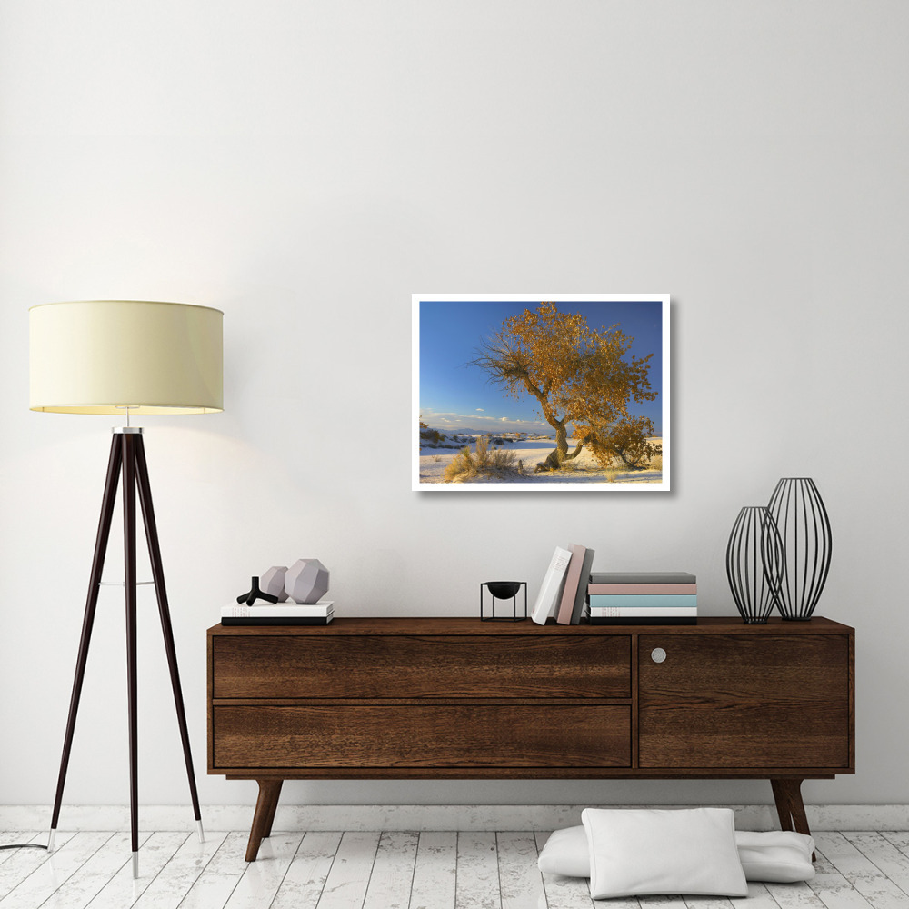 Fremont Cottonwood tree single tree in desert, White Sands National Monument, Chihuahuan Desert New Mexico-Paper Art-34&quotx26"