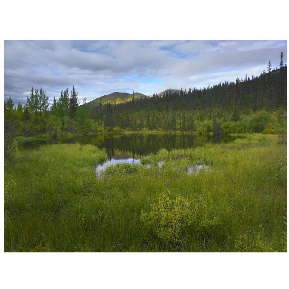 Boreal forest with pond and Antimony Mountain in the background, Ogilvie Mountains, Yukon Territory, Canada-Paper Art-34&quotx26"