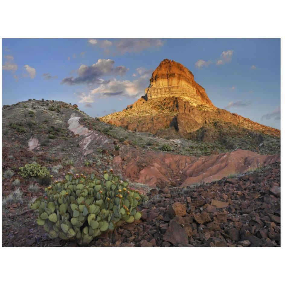 Prickly Pear Cactus at Cerro Castellan, Chihuahuan Desert, Big Bend National Park, Chihuahuan Desert, Texas-Paper Art-26&quotx20"