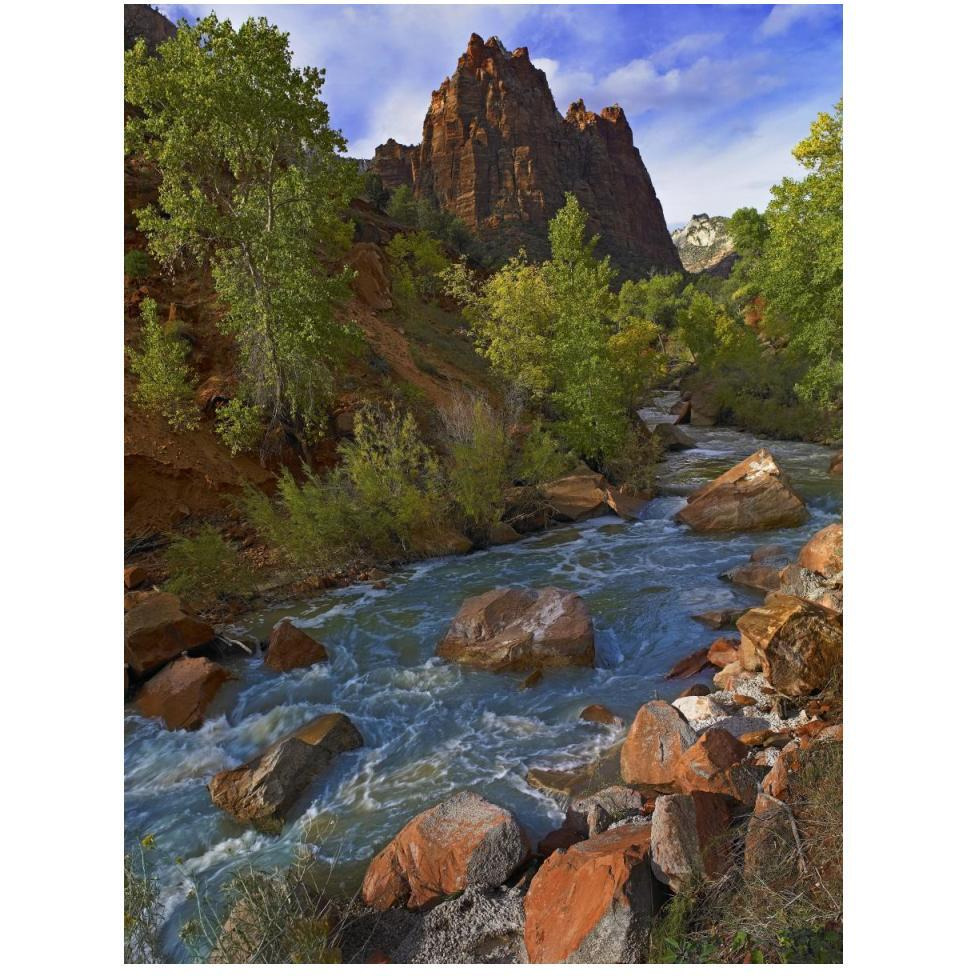 Mt Spry at 5,823 foot elevation with the Virgin River surrounded by Cottonwood trees, Zion National Park, Utah-Paper Art-38&quotx50"