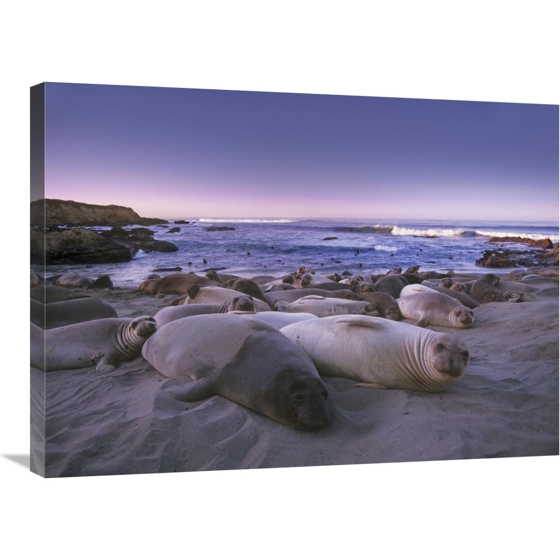 Northern Elephant Seal juveniles laying on the beach, Point Piedras Blancas, Big Sur, California-Canvas Art-32&quotx24"