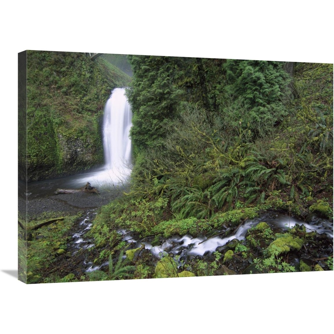 Multnomah Falls cascading through temperate rainforest, Columbia River Gorge near Portland, Oregon-Canvas Art-32&quotx24"