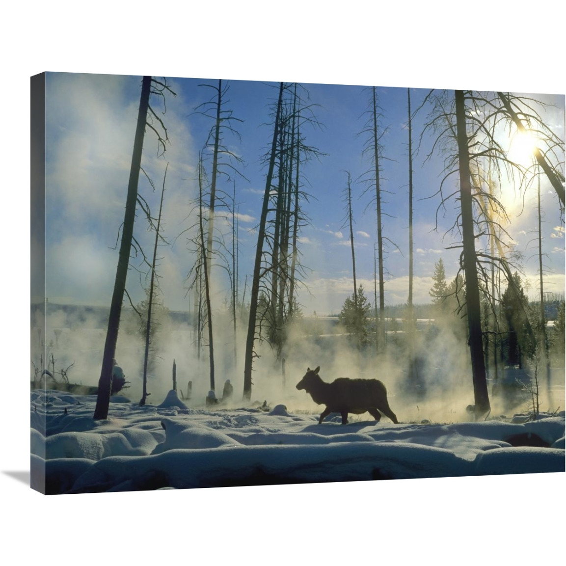 Elk female in the snow with steam rising from nearby hot spring, Yellowstone National Park, Wyoming-Canvas Art-32&quotx24"