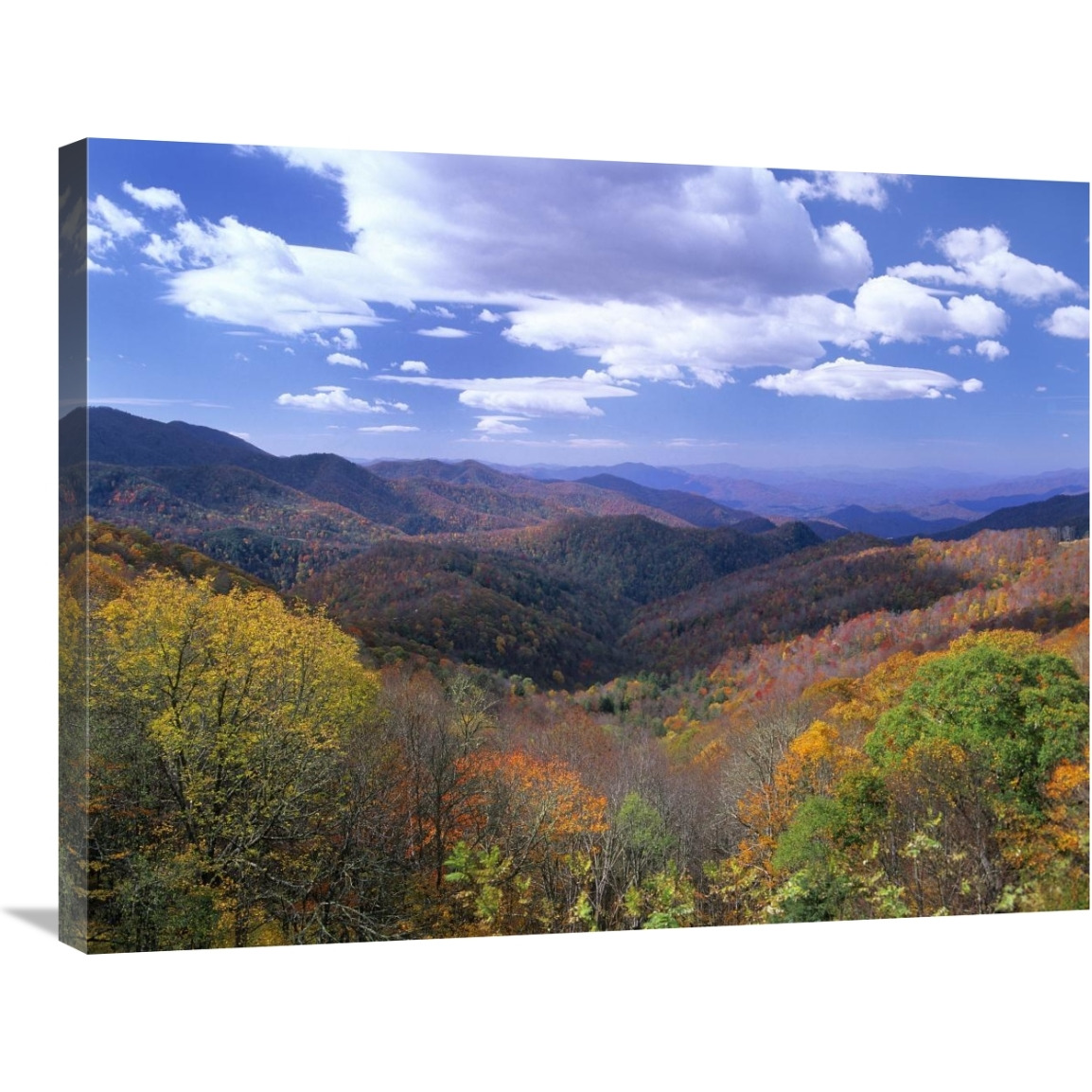 Deciduous forest in the autumn from Thunderstruck Ridge Overlook, Blue Ridge Parkway, North Carolina-Canvas Art-32&quotx24"