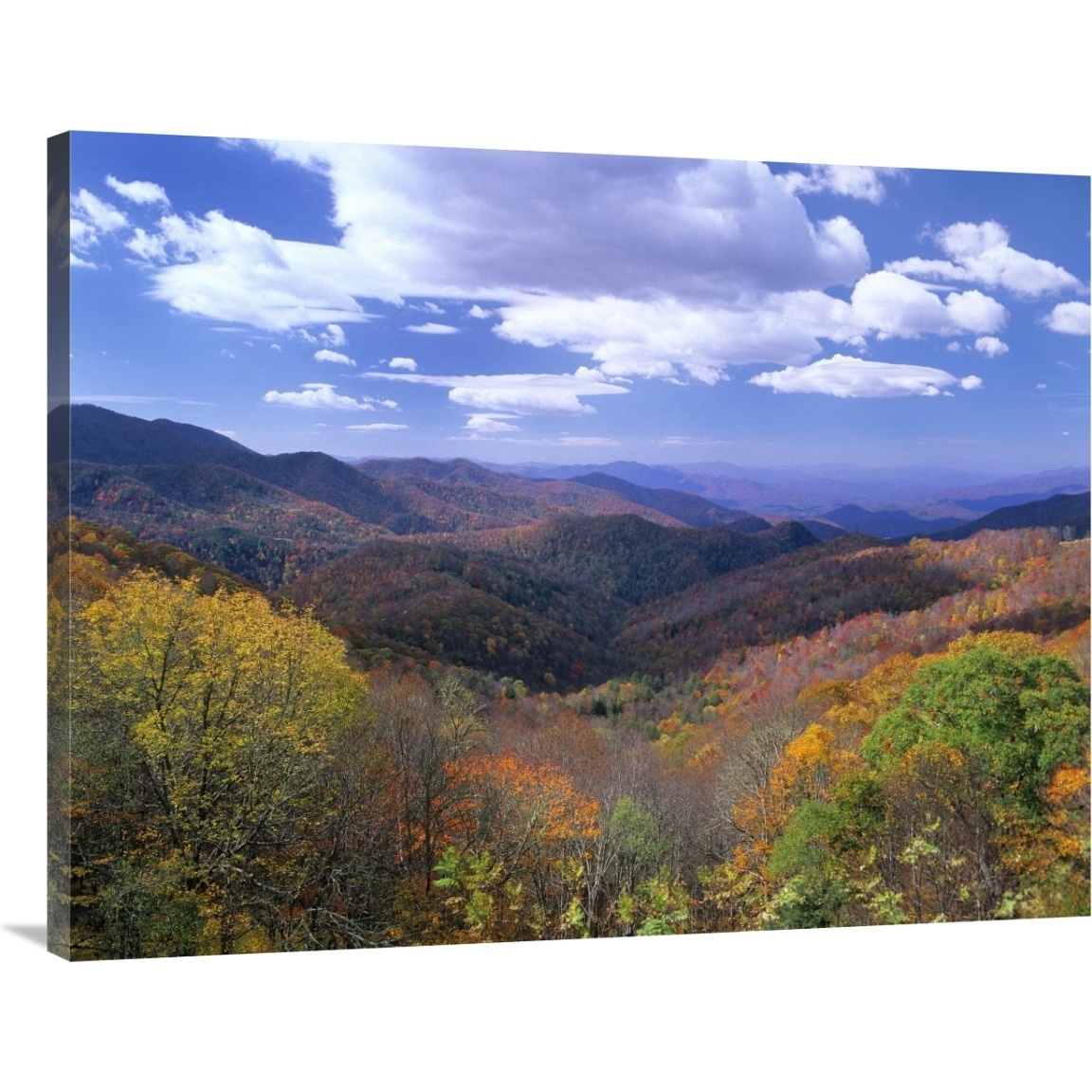 Deciduous forest in the autumn from Thunderstruck Ridge Overlook, Blue Ridge Parkway, North Carolina-Canvas Art-40&quotx30"