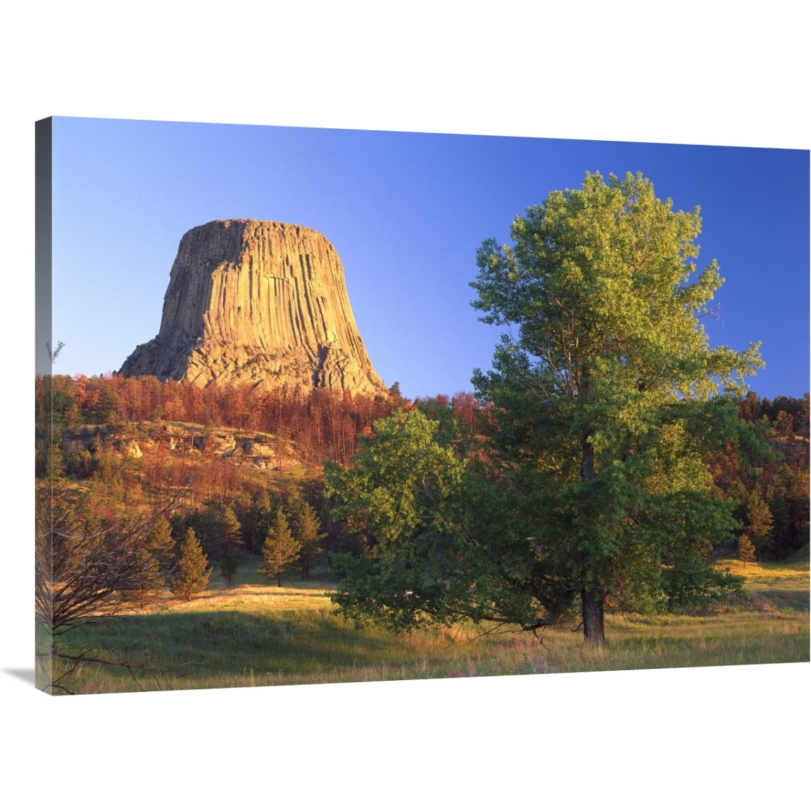 Devil&quots Tower National Monument showing famous basalt tower, sacred site for Native Americans, Wyoming-Canvas Art-40&quotx30"