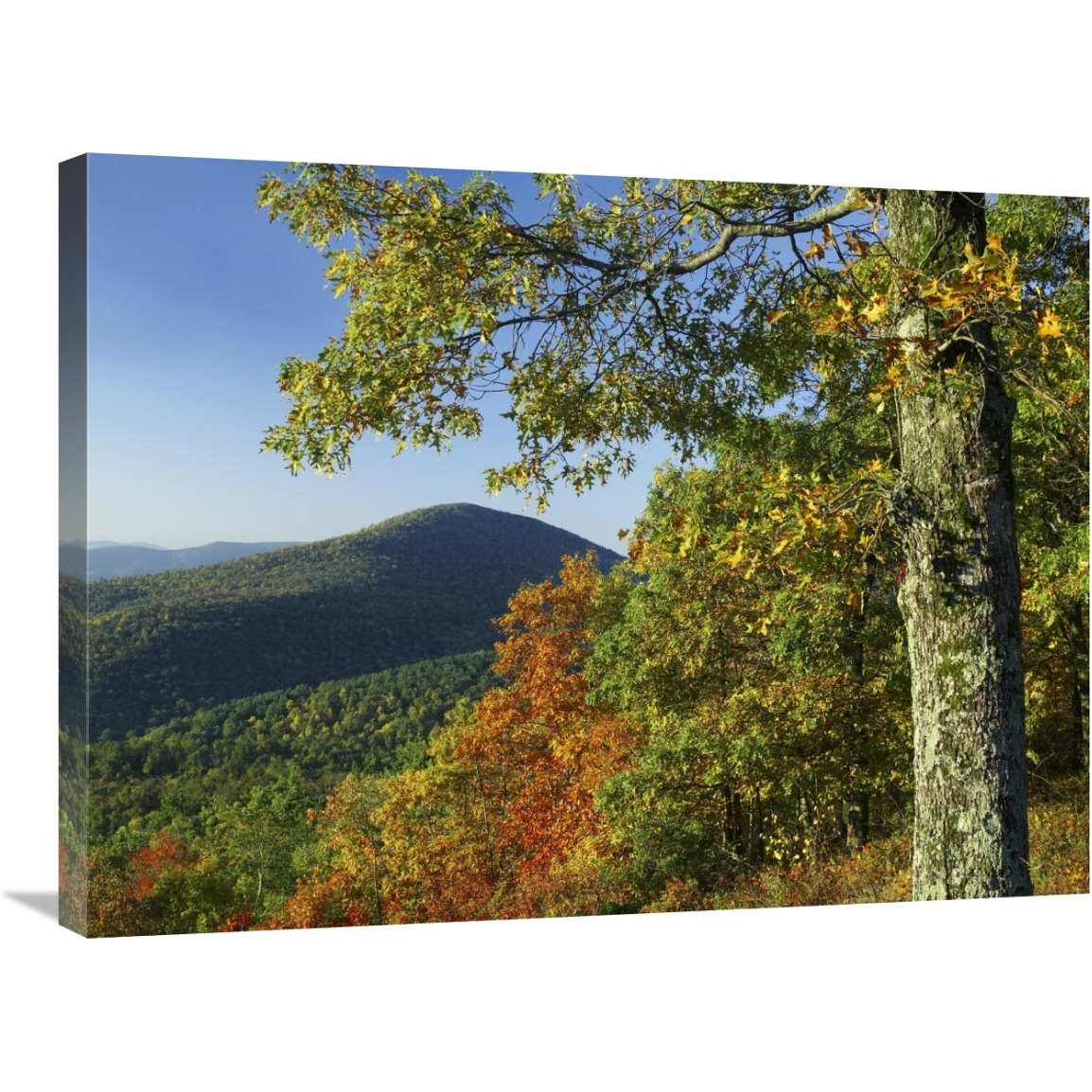 Broadleaf forest in fall colors as seen from Doyles River Overlook, Shenandoah National Park, Virginia-Canvas Art-32&quotx24"