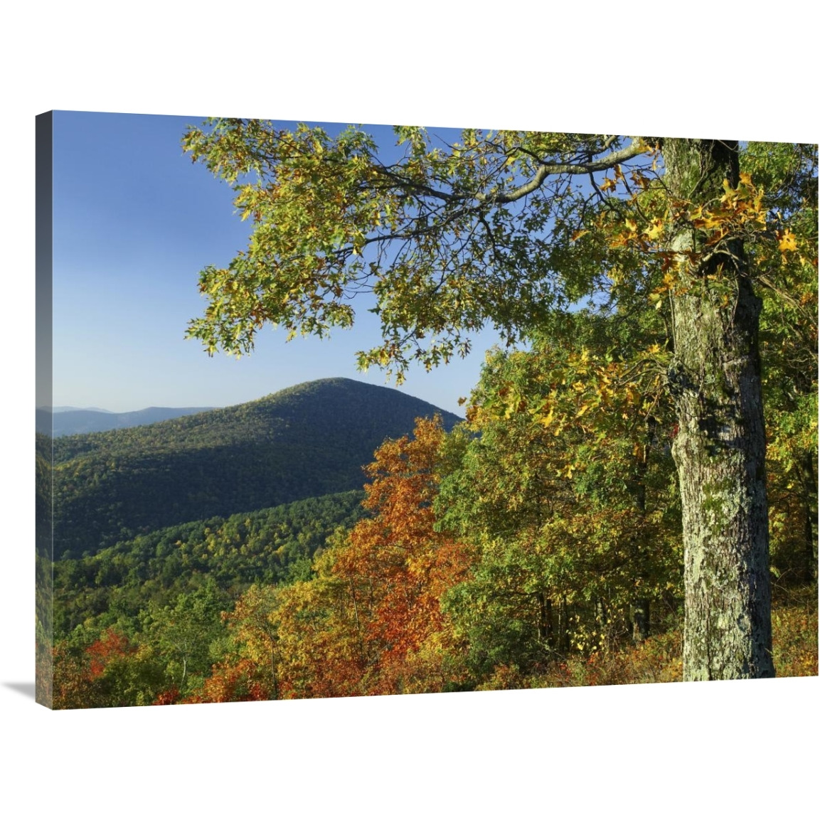 Broadleaf forest in fall colors as seen from Doyles River Overlook, Shenandoah National Park, Virginia-Canvas Art-40&quotx30"