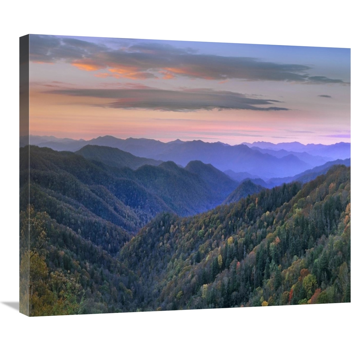 Deciduous forest covering mountains, Newfound Gap, Great Smoky Mountains National Park, North Carolina-Canvas Art-30&quotx25.2"
