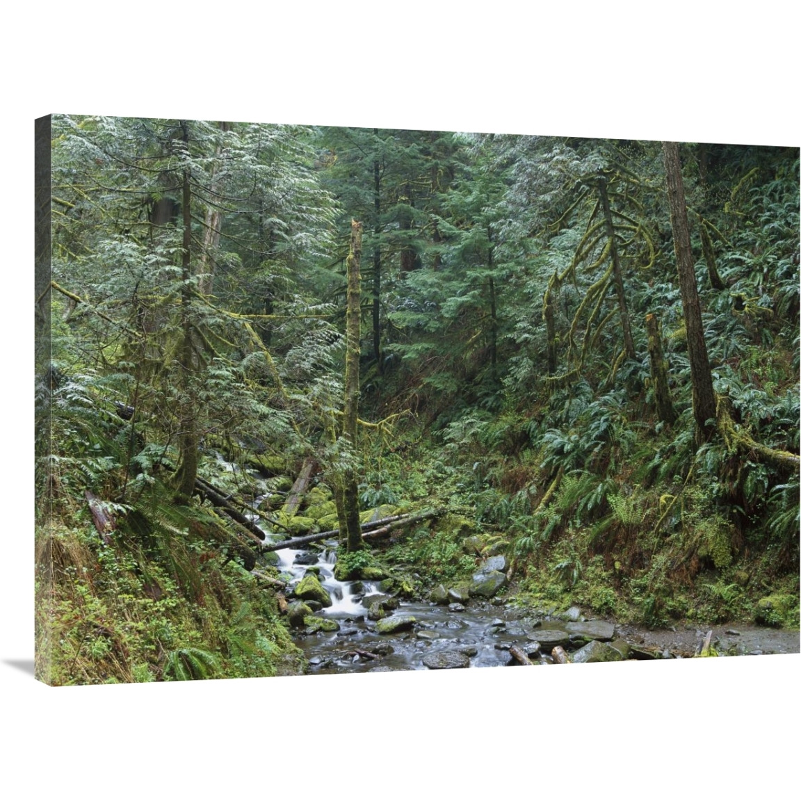 Cascade along Eagle Creek flowing through temperate old growth rainforest, Columbia River Gorge, Oregon-Canvas Art-40&quotx30"