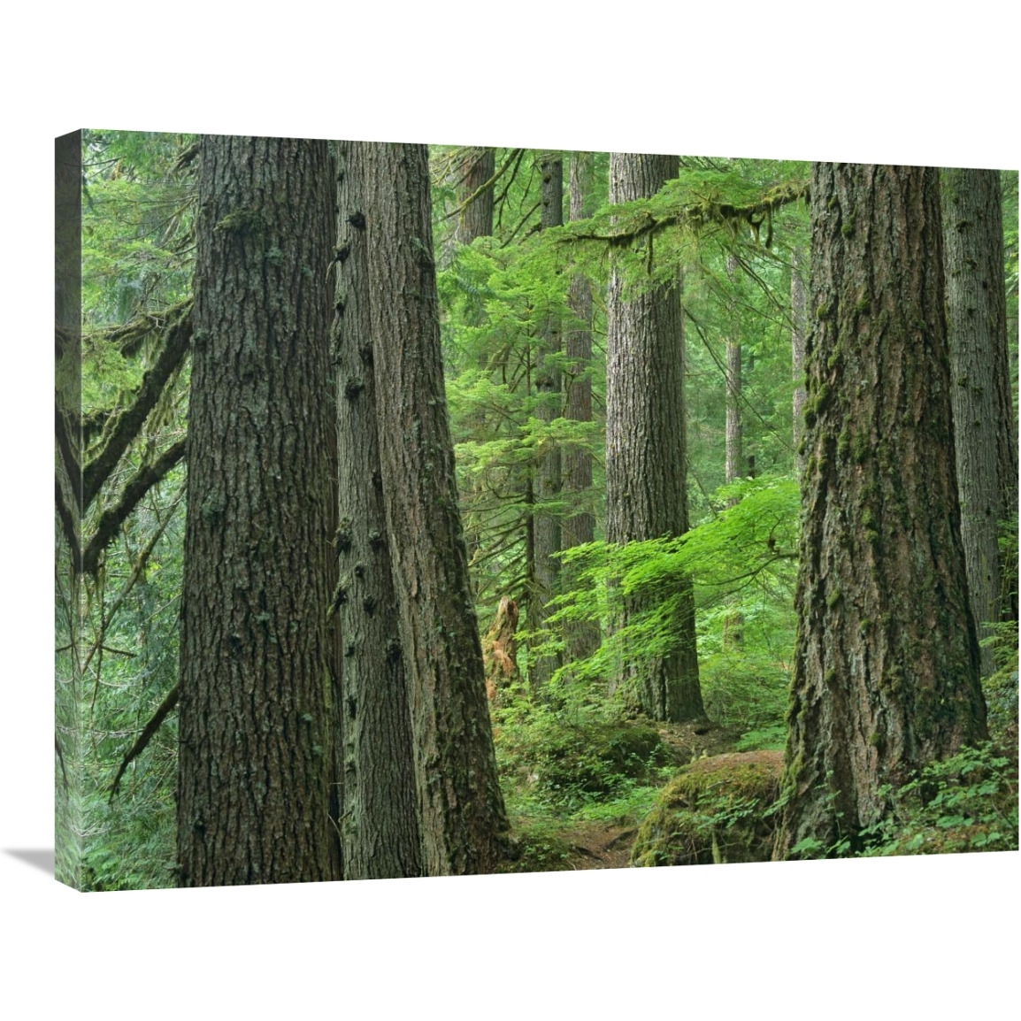 Old growth forest of Western Red Cedar Grove of the Patriarchs, Mount Rainier National Park, Washington-Canvas Art-32&quotx24"