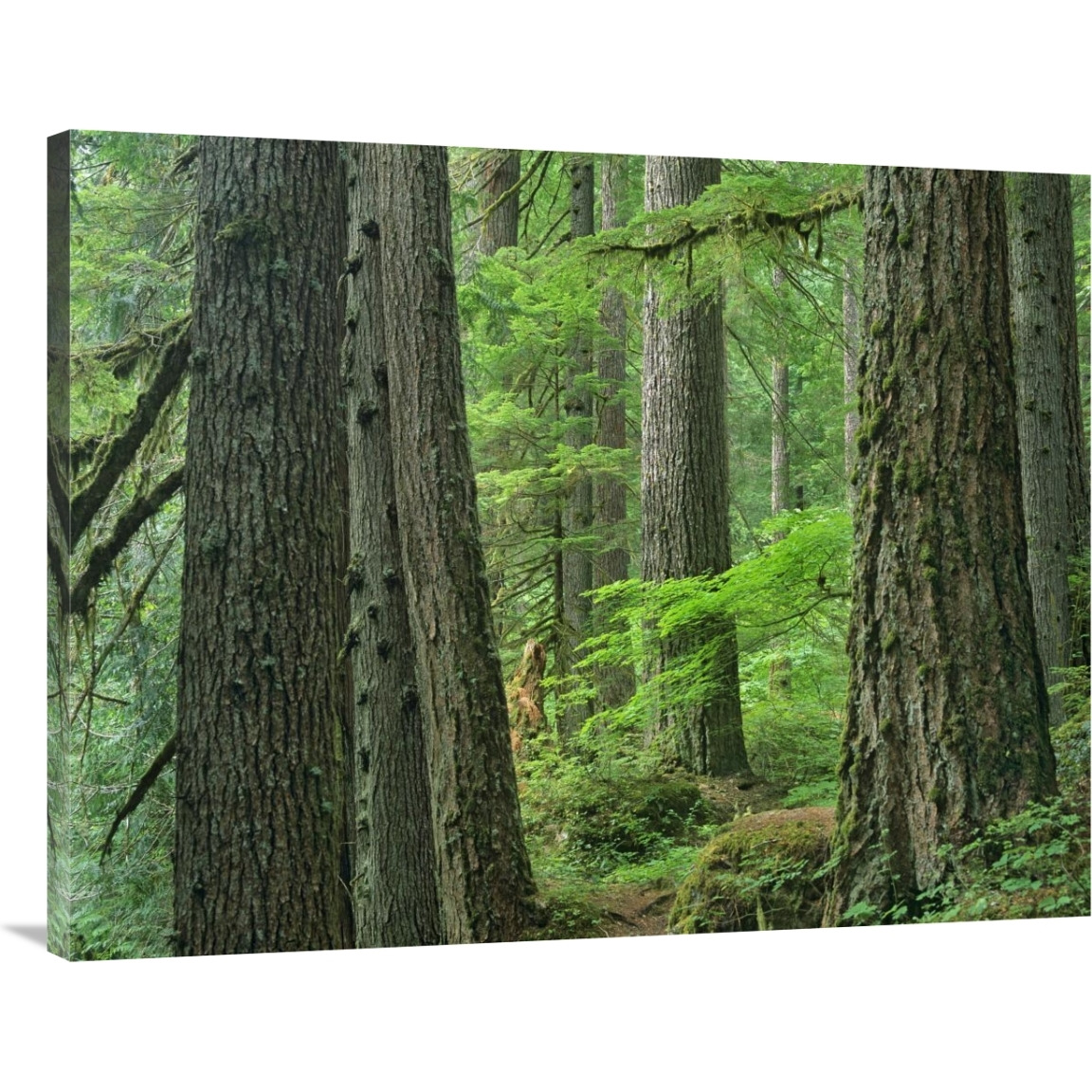 Old growth forest of Western Red Cedar Grove of the Patriarchs, Mount Rainier National Park, Washington-Canvas Art-40&quotx30"