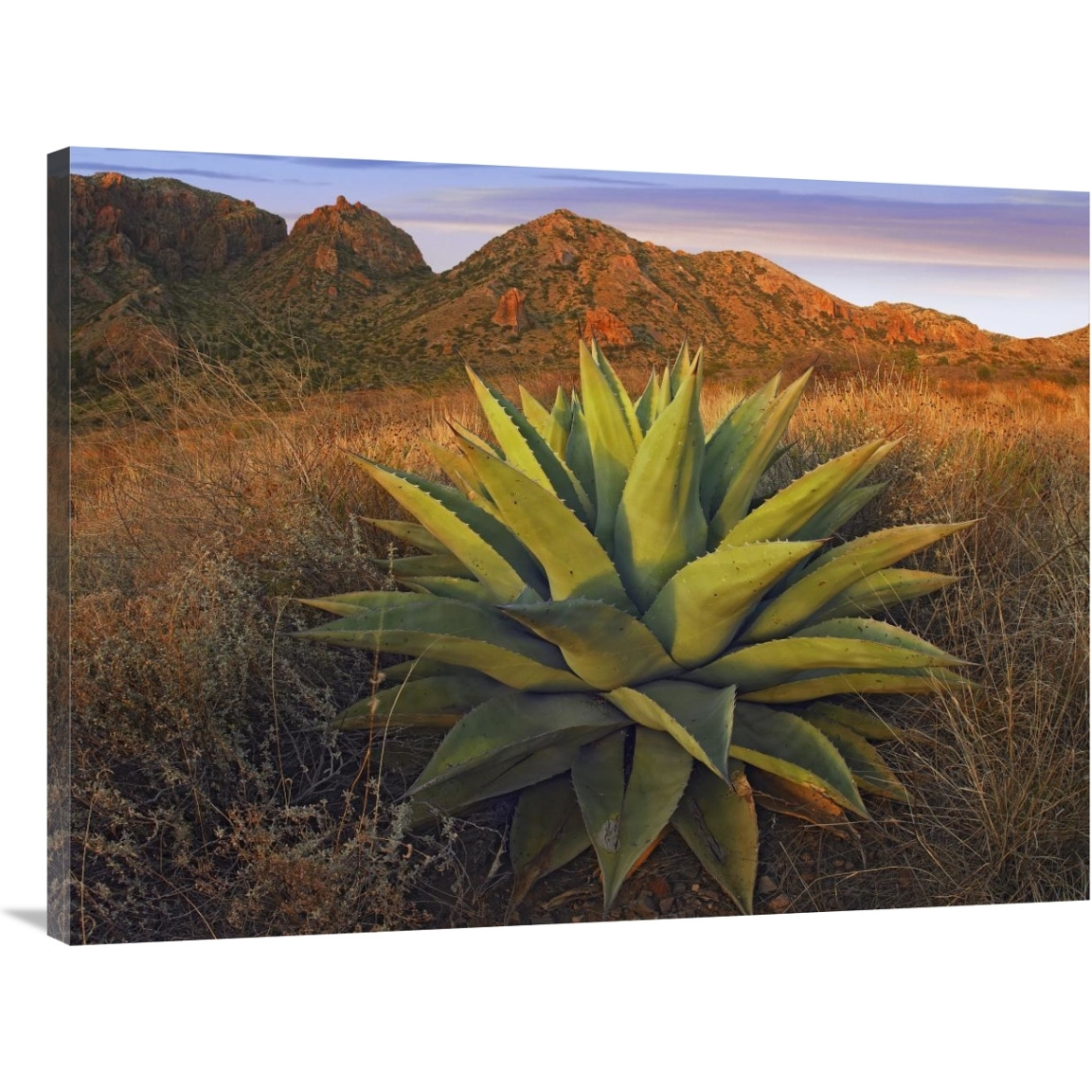 Agave plants and Chisos Mountains seen from Chisos Basin, Big Bend National Park, Chihuahuan Desert, Texas-Canvas Art-40&quotx30"