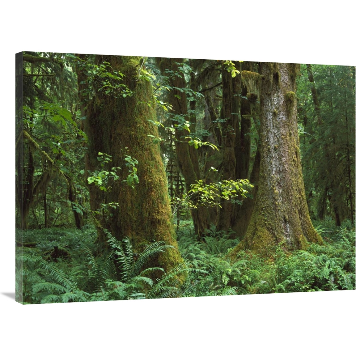 Moss-covered trees and dense undergrowth in the Hoh Temperate Rainforest, Olympic National Park, Washington-Canvas Art-40&quotx30"