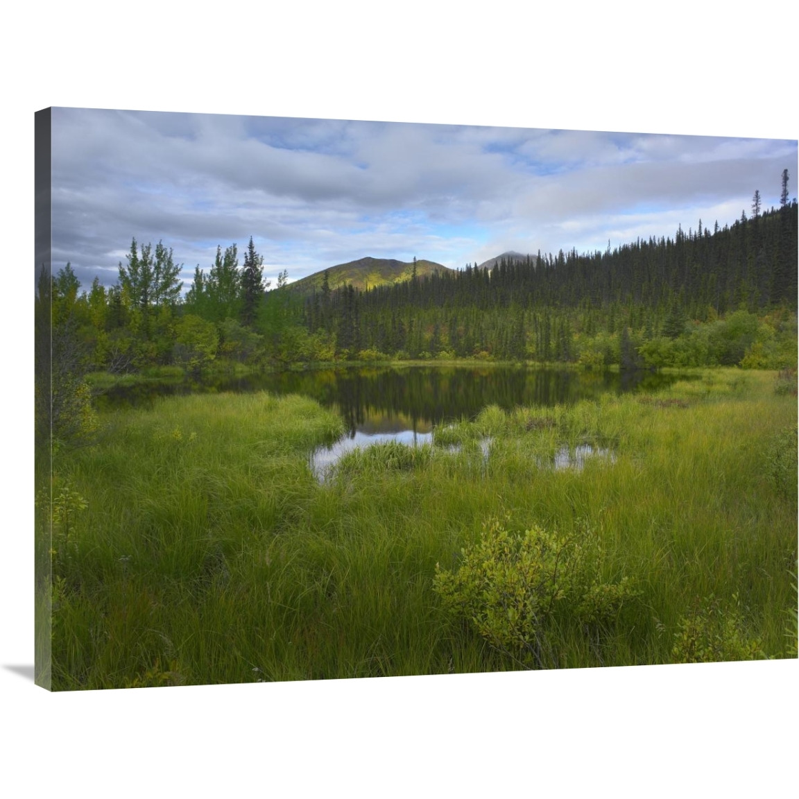 Boreal forest with pond and Antimony Mountain in the background, Ogilvie Mountains, Yukon Territory, Canada-Canvas Art-40&quotx30"
