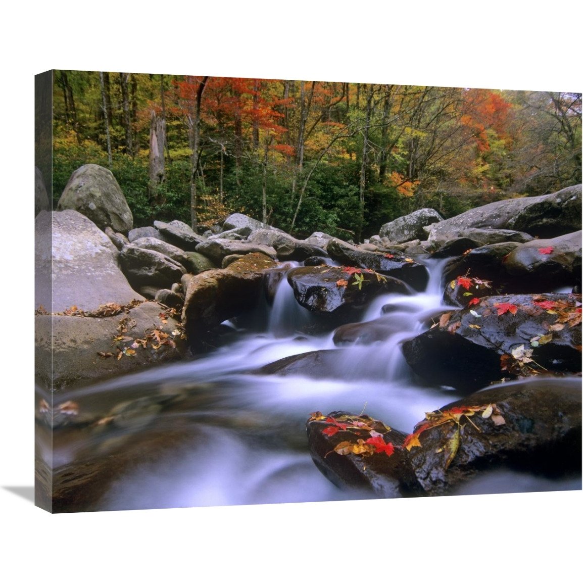 Little Pigeon River cascading among rocks and colorful Maple leaves, Great Smoky Mountains National Park, Tennessee-Canvas Art-28&quotx22"