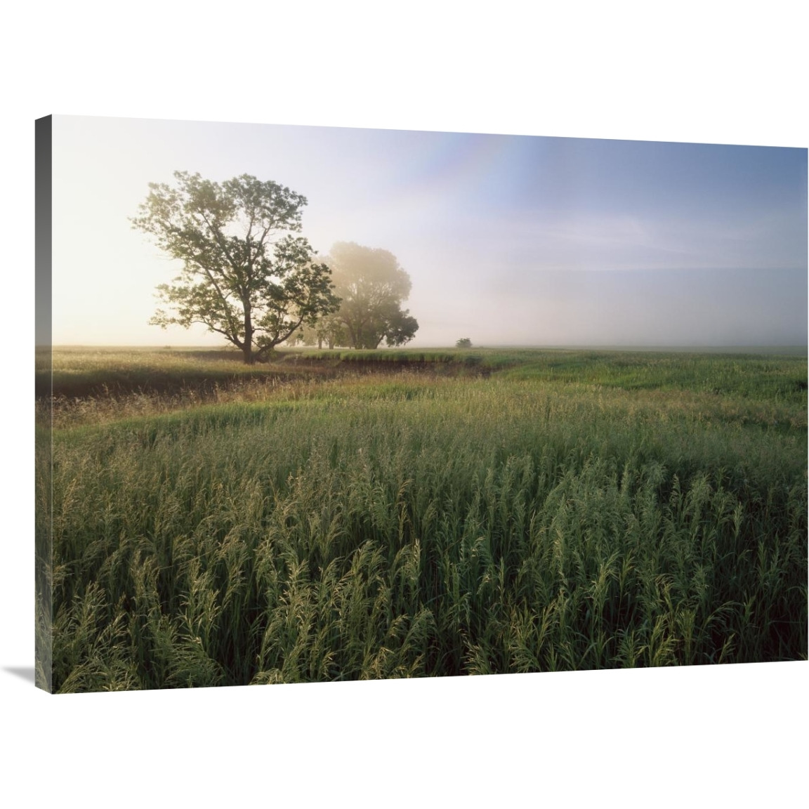 Oak trees shrouded in fog, tallgrass prairie in Flint Hills taken over by invasive Great Brome Grass, Kansas-Canvas Art-40&quotx30"